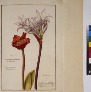 Helside: plantestudie for arten Haemanthus fra familien Amaryllidaceae, ca. 1650-75 af Erich Lessing