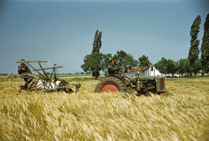 Høst i et ungarsk kooperativ, Puszta, den ungarske slette, Ungarn (foto)