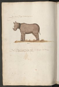 Næsehorn af Erich Lessing