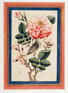 Rose og nattergal ... af Erich Lessing