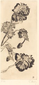Blomster (Fleurs)
