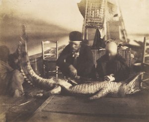 Obduktion af den første krokodille ombord, Øvre Egypten, 1852.