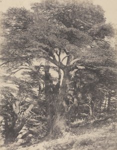 Groupe de Cèdres de Mt. Liban / [Gruppe af cedertræer, Libanon-bjerget].