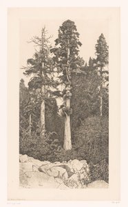 Sequoia boom Baby Sequoia af Ernest Haskell (signed by artist)
