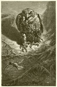 Høgen og Nattergalen