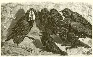 Den forfængelige Jackdaw