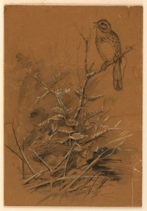 Sang Sparrow af Ernest Thompson Seton
