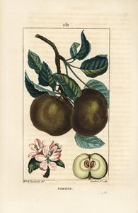 Æbletræ - Æble, Malus domestica, med gren, blad, frugt, blomst og moden frugt i sektion, der viser frø. Håndfarvet stipple kobberstik af Lambert Junior efter en tegning af Ernestine Panckoucke fra Chaumeton, Poiret og Chamberets "" La