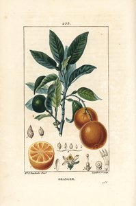 Bigaradier, Appelsin, Citrus aurantium, med gren, blad, blomst, moden og umodne frugt og snit gennem frugt. Håndfarvet stipplet kobberstik af Lambert Junior efter en tegning af Ernestine Panckoucke fra Chaumeton, Poiret og Chamberets "
