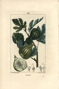 Botanisk tavle: figentræsgren med figner - Figentræ, Ficus carica, viser gren med moden frugt og blade og et snit gennem frugt. Håndfarvet stipple kobberstik af Lambert Junior efter en tegning af Madame E. Panckoucke fra Chaumeton,