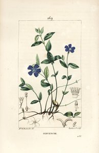 Lille Periwinkle - Lille Periwinkle, Vinca minor, med blomst, blade, stilk, rod og frø. Håndfarvet stiplet kobberstik af Lambert Junior fra en tegning af Ernestine Panckoucke fra Chaumeton, Poiret og Chamberets "" La Flore Medicale,"" P