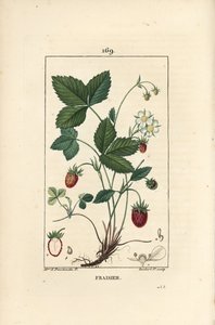 Jordbær dyrket - Jordbær, Fragaria ananassa, viser blomst, blade, moden frugt, rødder og snit gennem frugt. Håndfarvet stipple kobberstik af Lambert Junior efter en tegning af Ernestine Panckoucke fra Chaumeton, Poiret et Chambere