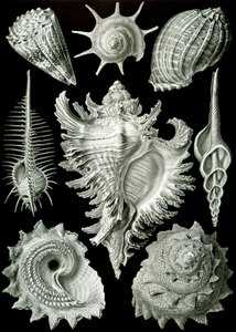 Eksempler på Prosranchia - skaller fra en række forskellige prosobranch gastropoder, fra 