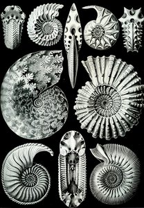 Illustration af Ammonitida fra "Art Forms of Nature" 1904 (litho) af Ernst (after) Haeckel