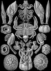 Illustration af Cirripedia fra "Art Forms of Nature" 1904 (litho) af Ernst (after) Haeckel