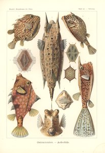Ostracion - teleosts, Pl.42 fra 