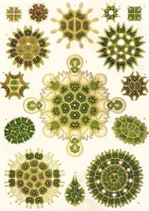 Varianter af Pediastrum fra 