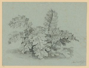 Akanthusplante af Ernst Fries