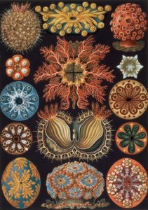 Ascidiae, plade 85 fra `Art Forms of Nature`