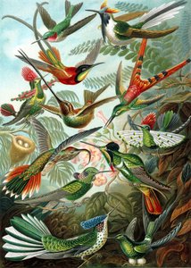 Eksempel fra familiens trochilidae, 