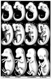 Haeckels comparison of embryos of Pig, Cow, Rabbit and Mandani