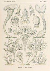 Plade 3 Stentor Ciliata fra 