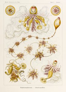 Plade 7 Epibulia Siphonophorae fra 