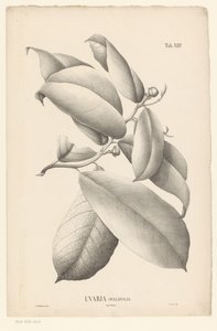 Gren med blade og blomsterknopper Uvaria Ovalifolia (titel på objekt) af Ernst Philipp Sixtus
