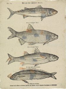 Det er fire smukke fisk (titel på objekt) af Erven de Weduwe Jacobus van Egmont