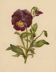 Stedmoderblomsten (chromolitho)