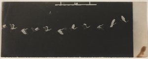 Kronofotografi af en flyvende hejre