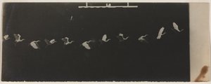 Kronofotografi af en flyvende hejre.