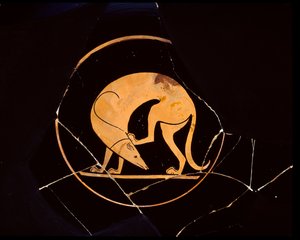 Attic rød-figur kop hund, der klør sig i øret med et bagben, indvendig tondo, 5. århundrede f.Kr. af Euergides painter