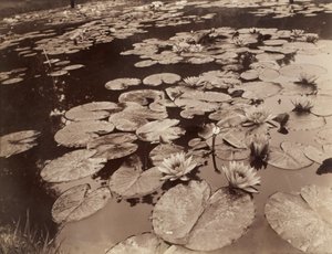 Åkander (Bagatelle) af Eugène Atget