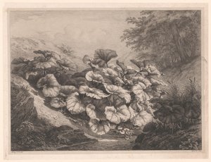 Groot hoefblad De store Coltsfoots Vier grote plante soorten (serietitel) De fire store planter (serietitel) af Eugene Bléry