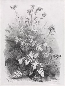 Grupper af forskellige planter tegnet efter naturen: nr. 7