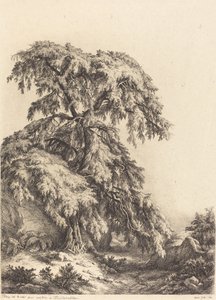 Enebærtræ, 1840.