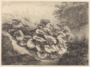 Stor følfod, 1843.