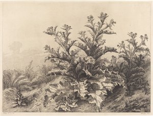 Stor tistel, 1843. af Eugene Bléry