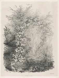 Planter og vedbend ved en strøm, 18481849.