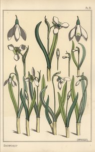 Botanisk illustration af en vintergæk, Galanthus nivalis af Eugene Grasset