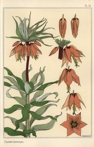 Botanisk illustration af den kejserlige krone, Fritillaria imperialis af Eugene Grasset
