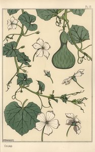 Botanisk illustration af græskar af Eugene Grasset