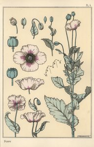 Botanisk illustration af valmuen, med blomsterdele, opiumsbælg af Eugene Grasset