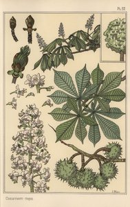 Botanisk undersøgelse af kastanjetræer af Eugene Grasset