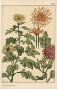 Krysantemum botanisk undersøgelse af Eugene Grasset
