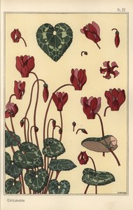 Cyclamen plante, med detaljer om blomst, blade, kronblade