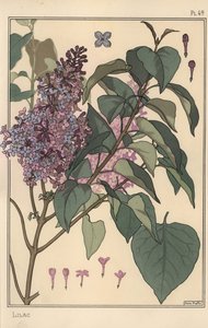 Syren botanisk undersøgelse. af Eugene Grasset