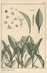 Liljekonval, botanisk undersøgelse af Eugene Grasset