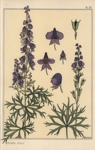 Munke Hood Botanical Study af Eugene Grasset